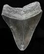 Juvenile Megalodon Tooth - Serrated Blade #58079-2